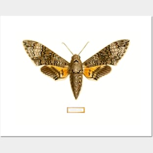 Fun moth vintage photograph tee Posters and Art